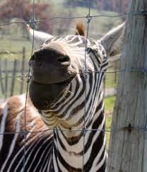 Promise Land Zoo Eagle Rock Mo Eagle Rock Zoo Promised Land