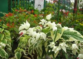 Image result for Clerodendrum silvanum