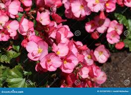 Image result for Begoniaceae