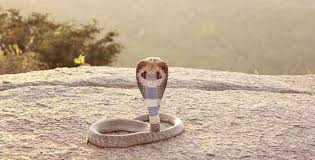 But watch out for the pesky snakes that will chase you to kill you! The Cobra Snake Fun Facts Cobras Org