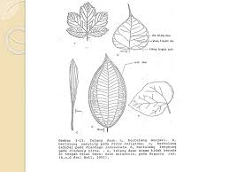 Ciri ciri daun sirih temu urat. Morfologi Daun Ppt Download