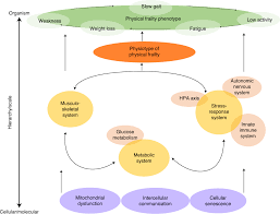 Image result for Frailty