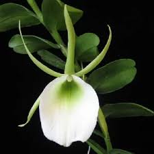 Image result for Angraecum infundibulare