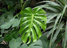 Split Leaf Philodendron Or Monstera Deliciosa Stock Photo Image Of Venation Background 87481706 Philodendron Monstera Deliciosa Plant Leaves