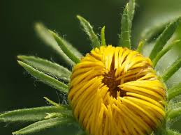 Image result for Pentanema