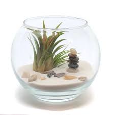 River Rock Bubble Terrarium Kit With Tillandsia Air Plant Etsy In 2020 Tillandsia Air Plant Air Plant Terrarium Terrariums Kits