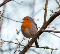 Check spelling or type a new query. Zaryanka Opisanie Pticy Chem Pitaetsya Gde Obitaet