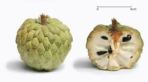 The name is derived from the nahuatl ilamatzapotl, of which the rough translation is old woman's sapote. Annona Wikipedia