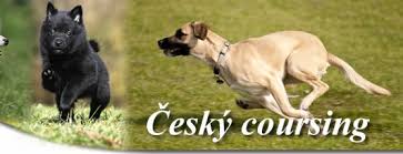 Coursingove Cviciste Drahobudice Labrador Retriever Labrador Dogs