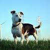 Jack russell terrier temperament, lifespan, grooming, training, personality, behaviour and health advice. 3