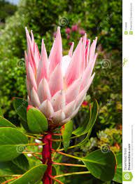 A King Protea Plant Protea Plant Protea Flower Plants