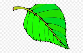 Located just 5 miles from ocean shores at the copalis beach. Green Leaves Clipart Long Leaf Png Download 2227135 Pinclipart