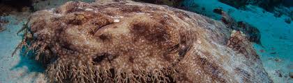 Hochwertige und bezahlbare, lizenzfreie sowie lizenzpflichtige bilder. Tauchen Um Raja Ampat West Papua Misool Scuba Native Tauchreisen