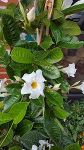 What are some of the most reviewed products in bushes? Mandevilla Home Garden Information Center