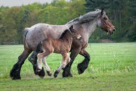 Belgian Draft Horse Info Origin History Pictures
