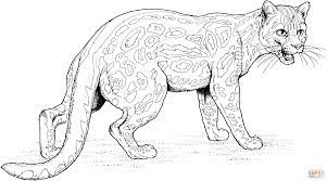 coloriage ocelot coloriages a imprimer gratuits de citrouille xl