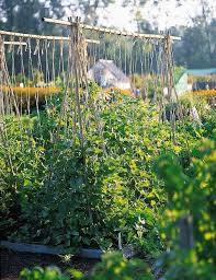We did not find results for: Make Japanese Bamboo Fences Trellises Gardener S Supply