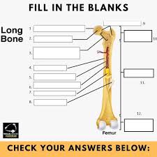 The structure of a long bone allows for the best visualization of all of the parts of a bone (figure 6.7). What Is The Structure Of A Long Bone L2 And L3 Anatomy Revision