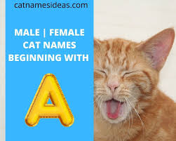 Welcome to the world's best list of cool cat names! Most Popular Cat Names Beginning With A 2021 Male Female Cat Names Ideas