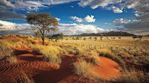 Formerly a colony of germany, namibia was administered by south africa under a league of nations mandate after wwi, and annexed as a province of south africa after wwii. Botg De Namibia