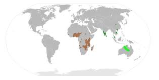 Image result for Rothia hirsuta