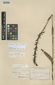 Image result for Satyrium carsonii