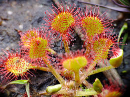 Image result for Drosera