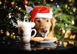 Our dedicated pet studio allows for a safe and distraction free environment. Golden Retriever Chuppy Dog Photography Jessica Trinh 7 Dog Christmas Pictures Christmas Animals Christmas Puppy