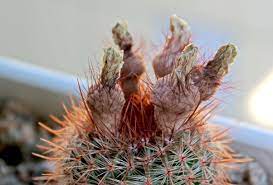 These spiny, hairy, succulent plants have there are a number of different cultivars, each of which produces fruits that vary from spineless, to spiny. Are All The Fruits Of Cacti Edible Quora
