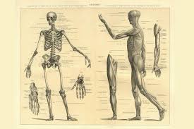 Human backbone diagram, bone, human backbone diagram. Human Anatomy Skeleton And Muscles Of The Body Educational Chart Cool Wall Decor Art Print Poster 36x24 Poster Foundry
