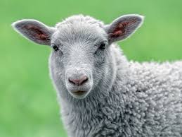 Informieren sie sich gern auf. Nutztierborse Schafe Kaufen Verkaufen