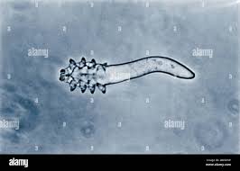 Image result for Demodex brevis