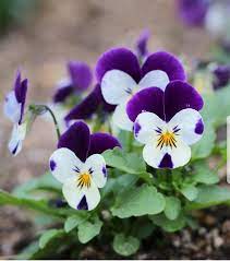 Pin By Elida Rodriguez Solla On Flowers Pretty Flowers Beautiful Flowers Pansies
