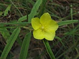 Image result for Melhania prostrata