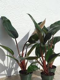 Maybe you would like to learn more about one of these? Lg Philodendron Rojo Congo Plant Urban Tropicals