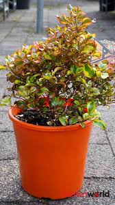 Check spelling or type a new query. Coprosma Tequila Sunrise 20cm Sun Loving Garden World