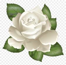 We did not find results for: Transparent Rose Leaves Clipart Transparent Background White Rose Vector Png Png Download Vhv