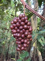 Image result for Ampelocissus multistriata