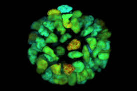 You watch your bait as the bait drops down, you can see the fish react live to the bait and it's just. Sp8 Falcon A Novel Concept In Fluorescence Lifetime Imaging Enabling Video Rate Confocal Flim Learn Share Leica Microsystems