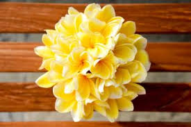 You can choose from floral leaves, flowers, carnations, or even tulips. Handheld Plumeria Wedding Bouquet Lovetoknow