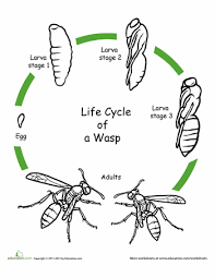 Color The Life Cycle Wasp Worksheet Education Com Animal Life Cycles Life Cycles Science Life Cycles