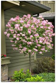 A short, flowering tree that matures at about 20 feet tall. Dwarf Korean Lilac Tree Red Purple Buds That Open To Fragrant Pale Lilac Flower 2019 Dwarf Korea Trees For Front Yard Dwarf Trees For Landscaping Lilac Tree