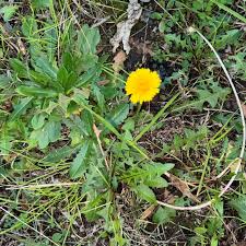 Image result for Taraxacum sp.