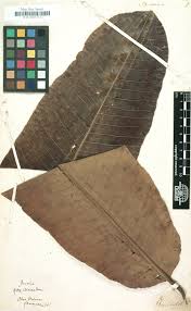 Image result for Pogonospermum divaricatum