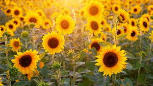 Persistă să se ciondănească mult cu cei din jur, îi critică și nu mai fiți îngrijorate pentru tot voi câștigați, vă faceți nervi degeaba. Vremea 28 Iulie Romania Se TopeÈ™te Val De CÄƒldurÄƒ Persistent Peste È›ara NoastrÄƒ