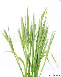 Green Grass Timothy Grass On A White Background Buy This Stock Photo And Explore Similar Images At Adobe Stock Adobe Grass Seed For Shade Grass Seed Grass