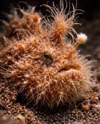 It looks like drifting algae. Until it moves. This is a hairy frogfish, one  of the ocean's most deceptive predators. Every strand on its body isn't  fur. It's modified skin designed to