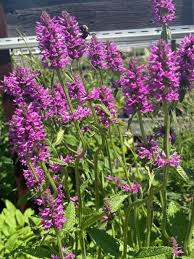 Image result for Stachys