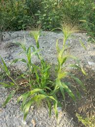 Image result for Panicum adenophorum