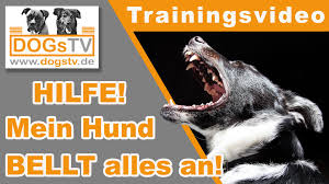Leinenaggression Mein Hund Bellt Alles An Begegnung Mit Anderen Hunden Radfahrern Joggern Trainieren Dogstv Hund Bellt Hunde Hundchen Training